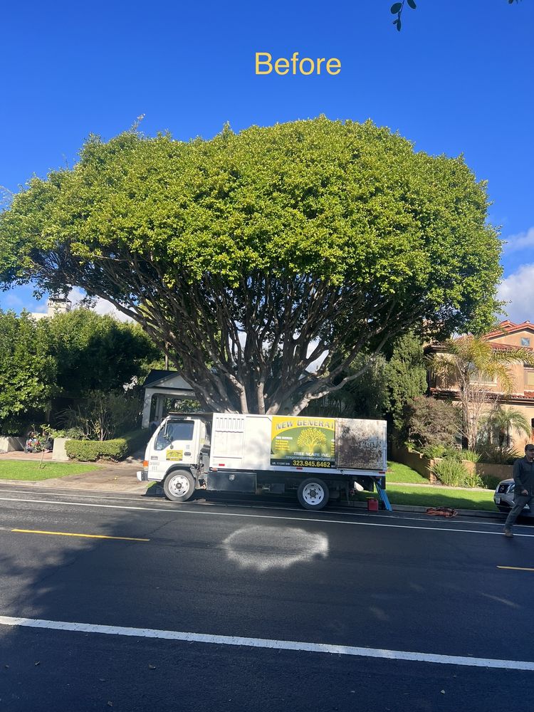 New Generation TreeScape