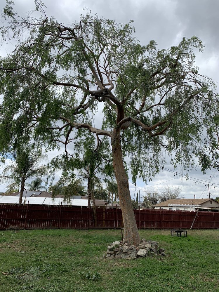 Premium Tree Service