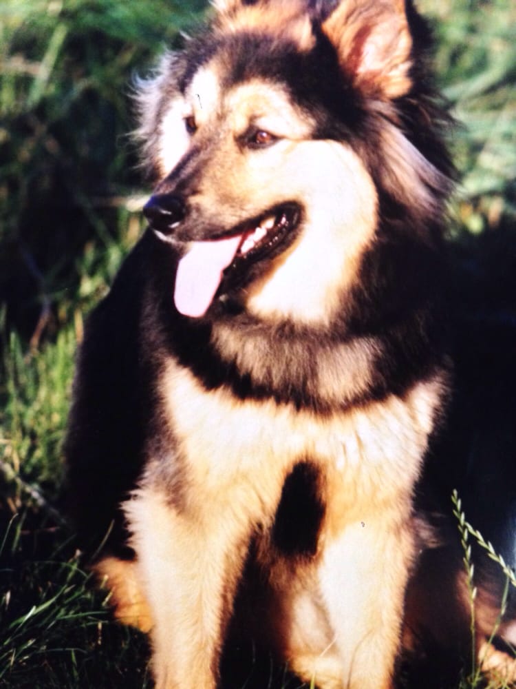 Dr Maria Kuty Housecall Veterinarian 13 Photos & 31 Reviews