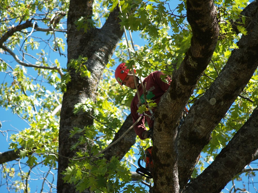 McCoy's Tree Service