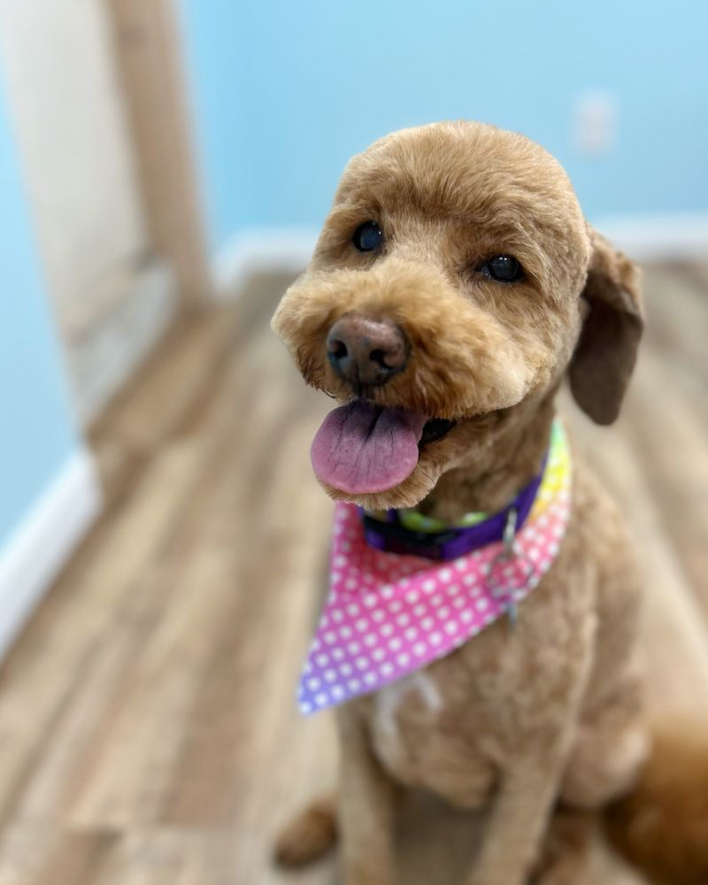 Salty Dogs Professional Grooming