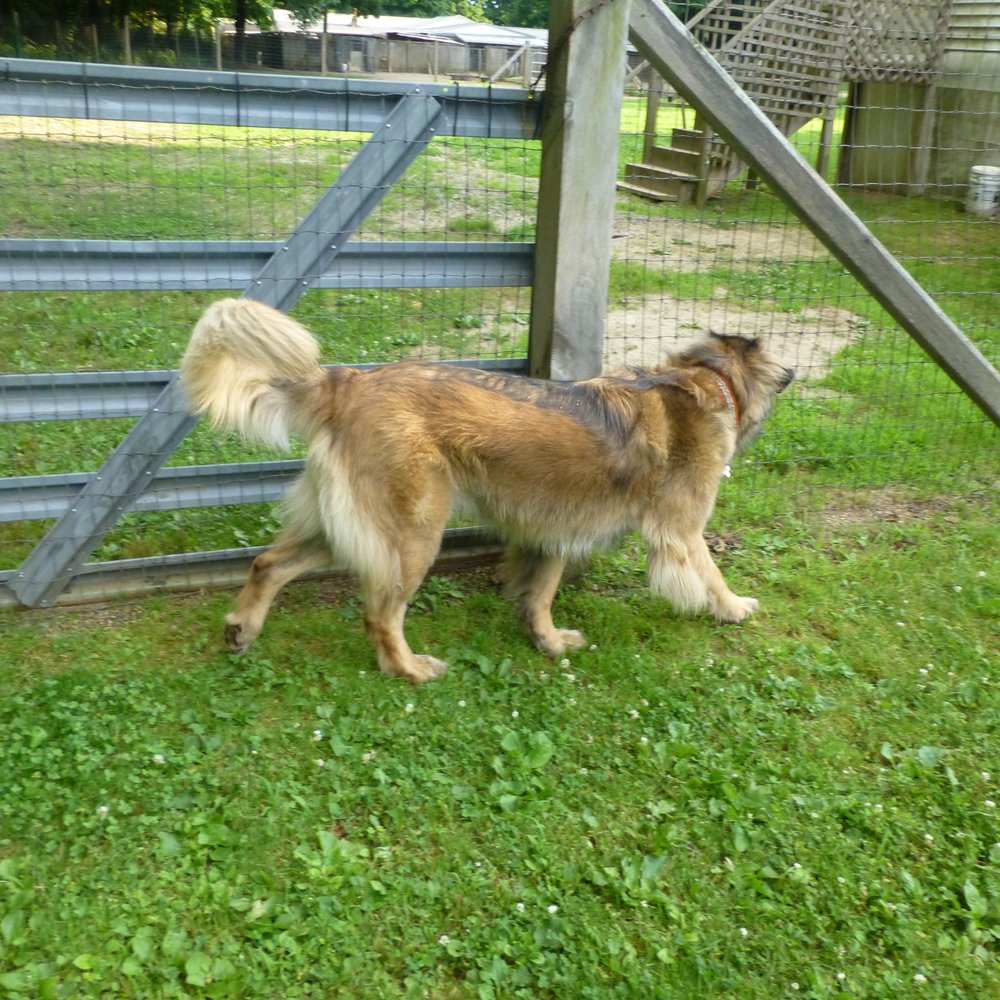 Baywood Kennels Image