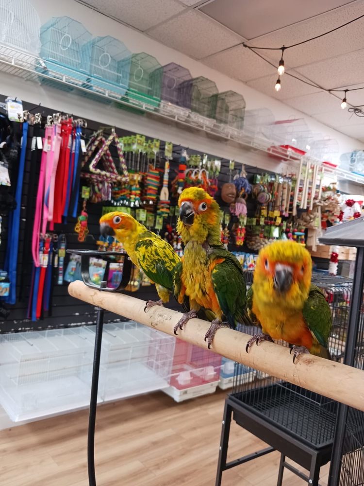 BubaPet - Pet Store Image