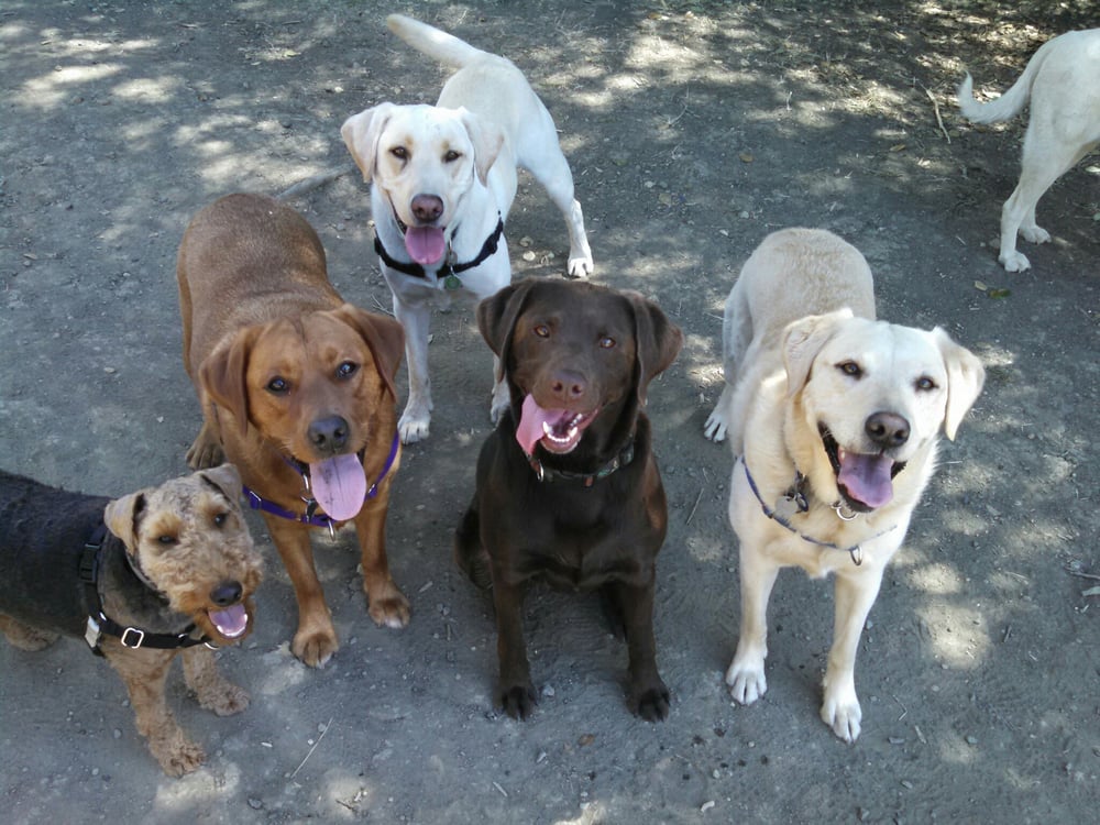 Love of The Pup Image