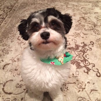 havanese las vegas all dogs go to bev 40 photos 59 reviews pet groomers 3050 e desert inn havanese las vegas all dogs go to bev 40 photos 59 reviews pet groomers 3050 e desert inn