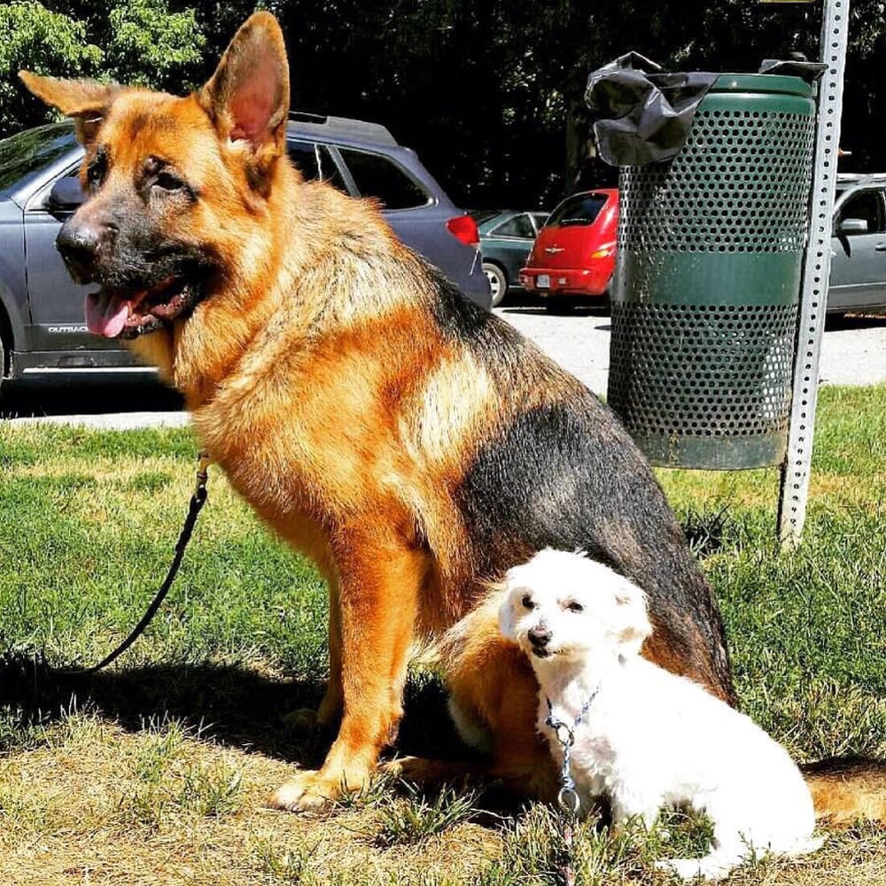 Premier Dog Training
