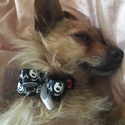 Stadium Dog Grooming - Pet Groomers - 410 N Greenville Ave, Allen, TX - Phone Number - Yelp