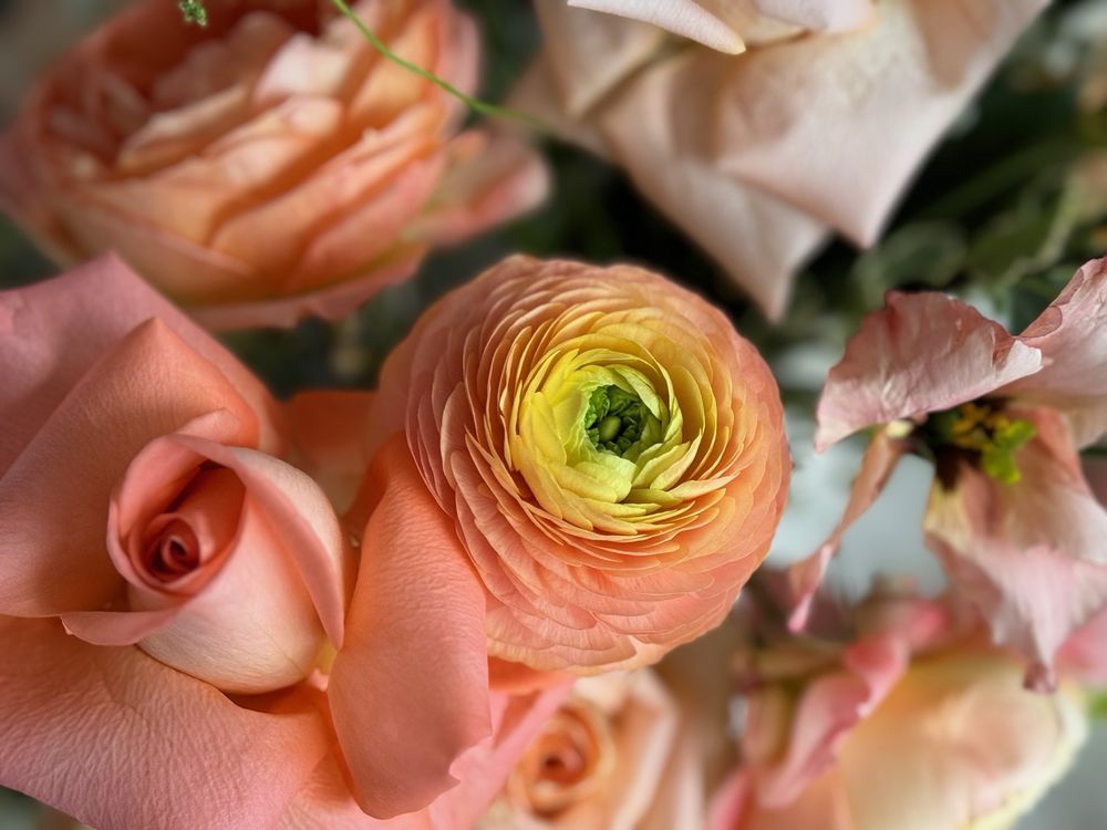 Solaris  - SunQuest Cruises