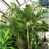 Sperling Nursery Closed 40 Reviews Nurseries Gardening Photo Of Sperling Nursery Calabasas Ca United States