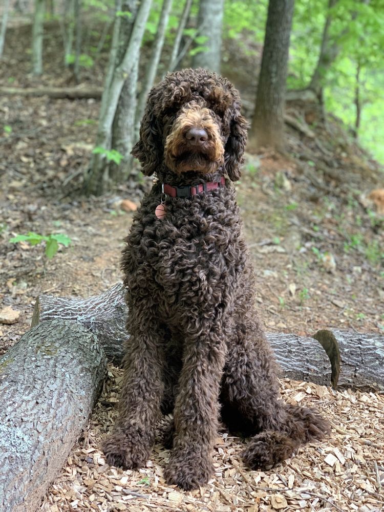 a family affair standard poodles