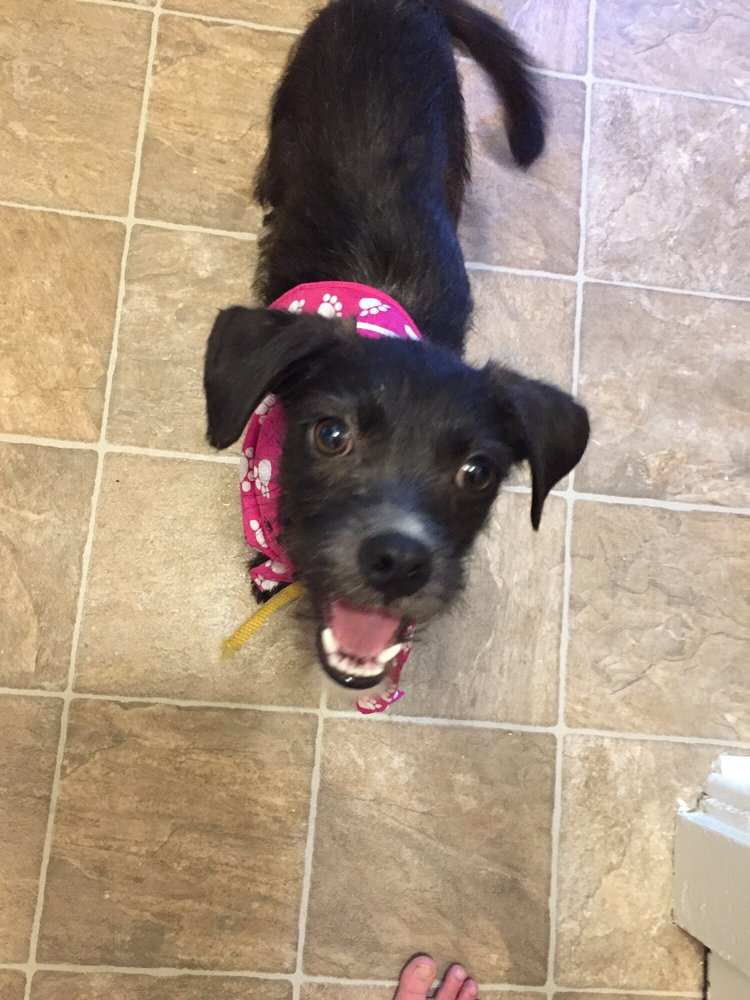 Humane Society of Missouri 16 Photos & 30 Reviews Animal Shelters