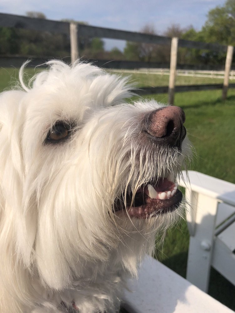 woodstock dog daycare