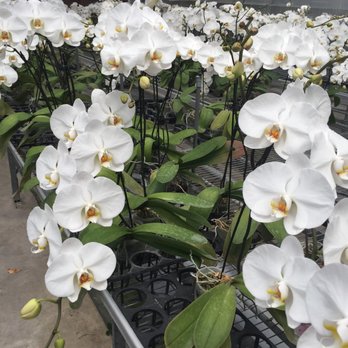 Formosa Orchid Nursery 20 Photos Nurseries Gardening 12318 Photo Of Formosa Orchid Nursery Houston Tx United States
