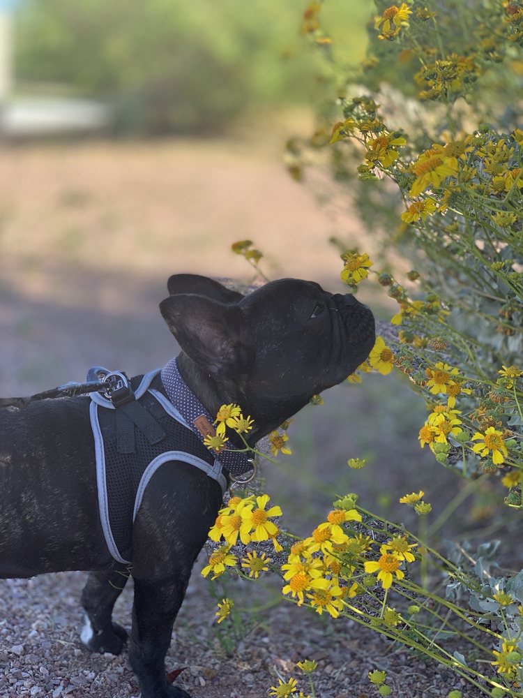 Puppy Town 228 Photos 180 Reviews Pet Stores 6870 W