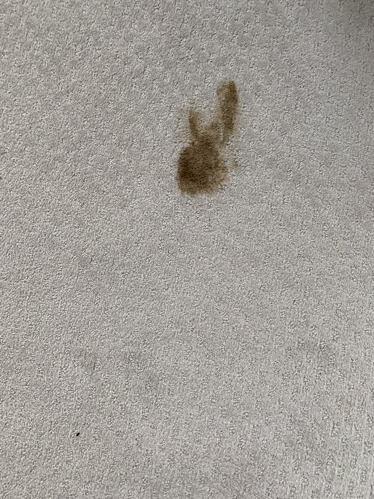 Awards Steaming Luxury Carpet Cleaning