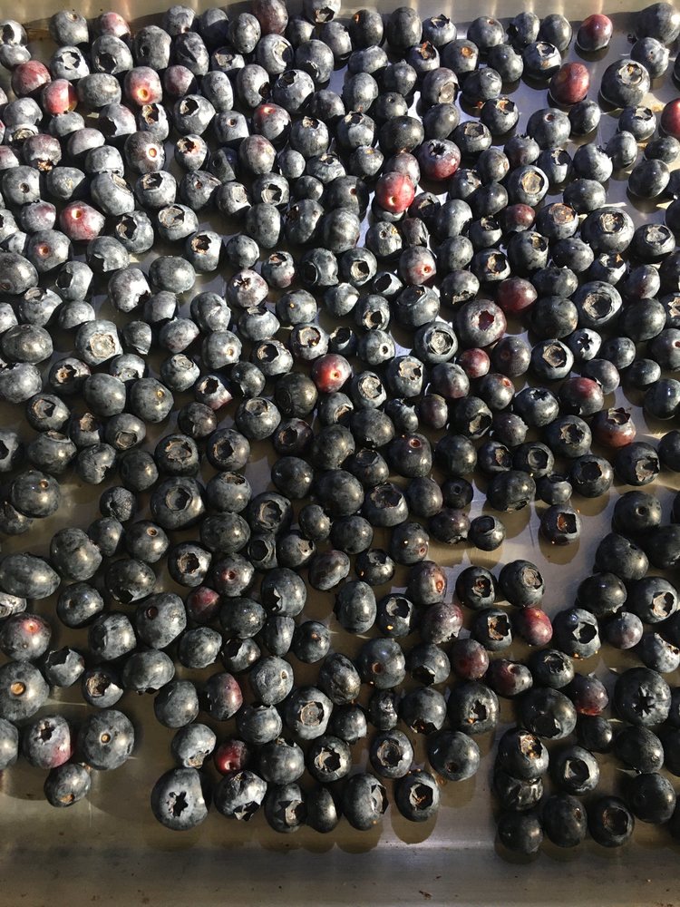 Photo of Nodaway Blueberry Farm