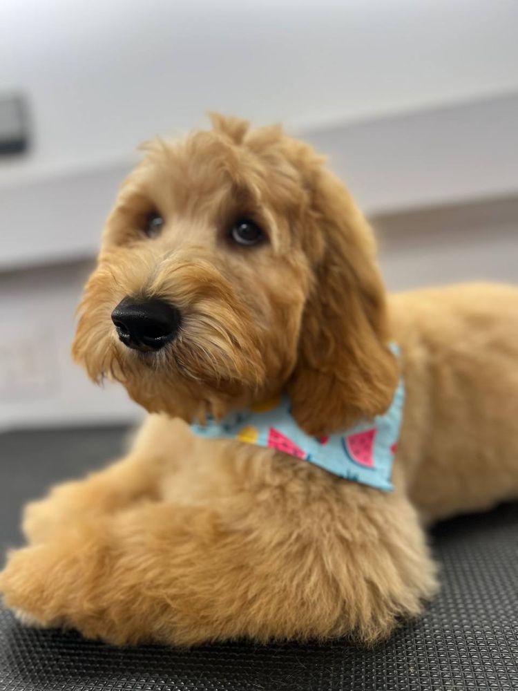 Mr Anthony Pet Grooming Mobile Image