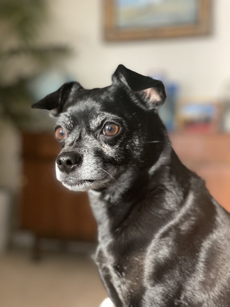 Liberty Animal Hospital