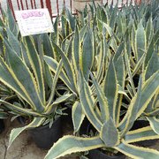 Chatsworth Landscape Nursery 23 Photos 24 Reviews Photo Of Chatsworth Landscape Nursery Ca United States