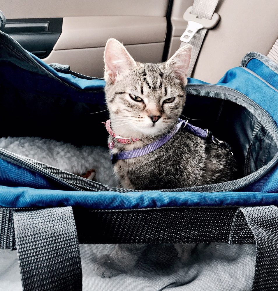 Craig Road Animal Hospital 121 Photos & 263 Reviews Veterinarians