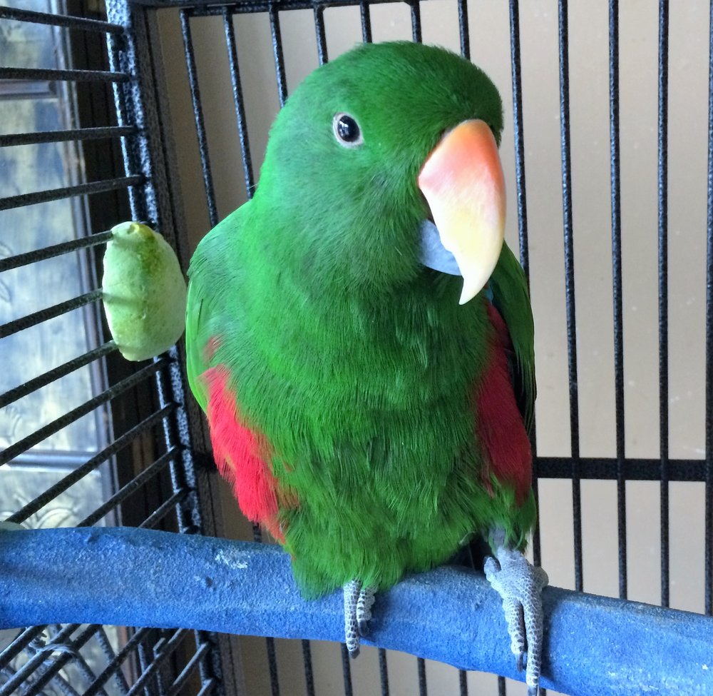 Leapin Lizards Pet Shop Pet Stores 2165 Pace St, Covington, GA