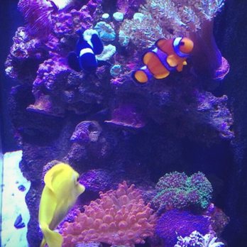 jesus saltwater aquariums 245