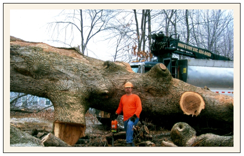 Doug's Tree Service