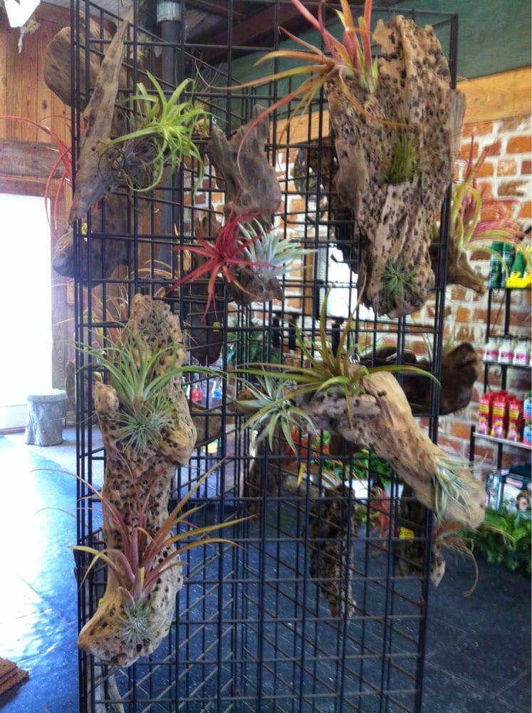 Driftwood And Air Plants Great Gifts Yelp Photo Of Outdoor Living Landscape Nursery Gonzales La United States Driftwood