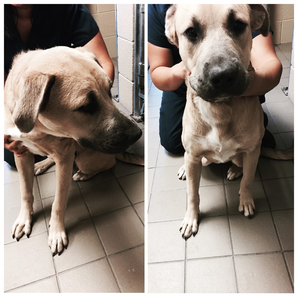 Companion pet clinic coupons