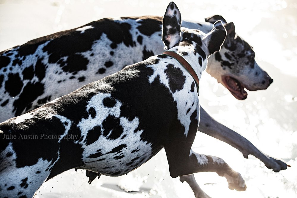 Julie Austin Any Pet Photography