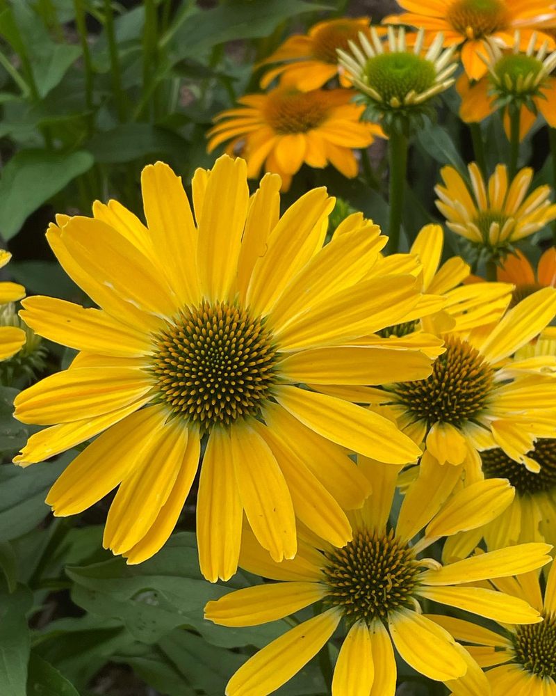Reynolds Farms Nurseries