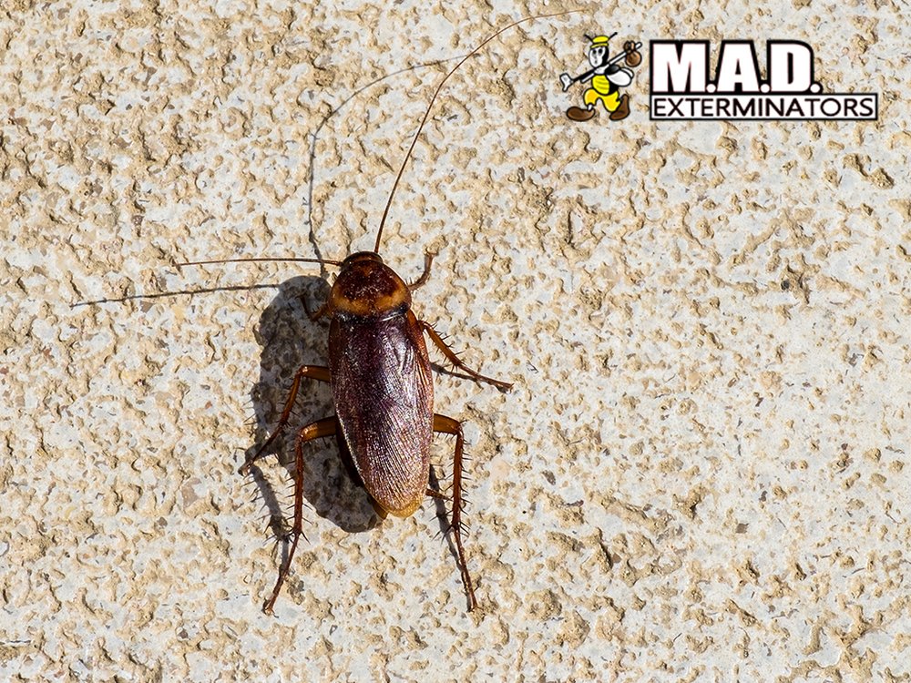 M.A.D. Exterminators
