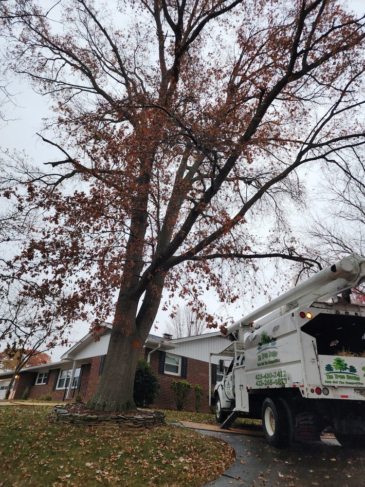 Tree Doctor
