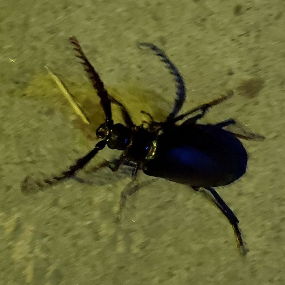 Shuster's Pest Control