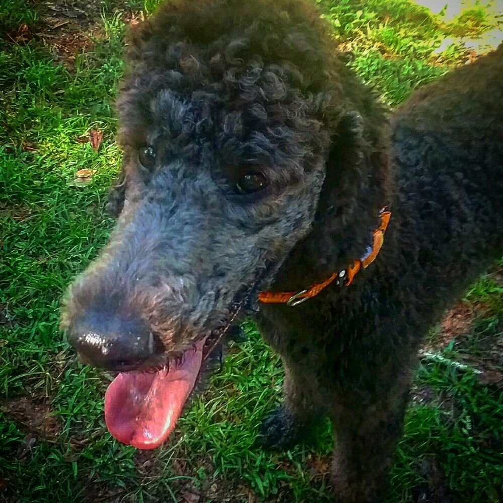 For Pet’s Sake 65 Photos Pet Boarding/Pet Sitting 717 E Tennessee