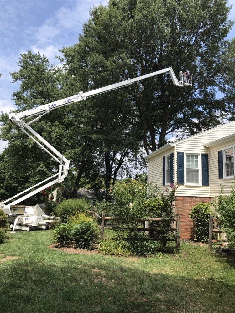 Mills Tree Service