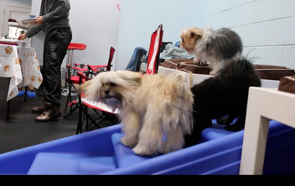 SpaGo Dog Grooming & Doggie Daycare 78 Photos & 174 Reviews Pet