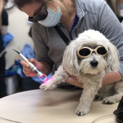 Alicia Pet Care Center photo