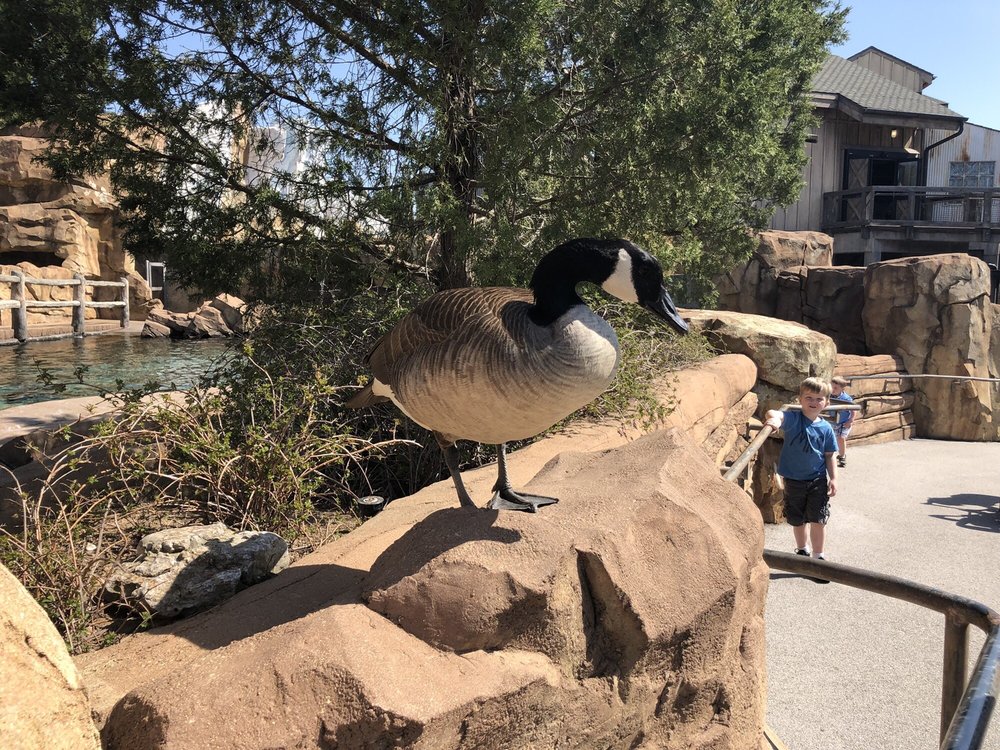 bold canada goose hissing