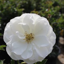 Sakaida Nursery Nurseries Gardening 8626 Grand Ave Rosemead Photo Of Sakaida Nursery Rosemead Ca United States White Iceberg Rose