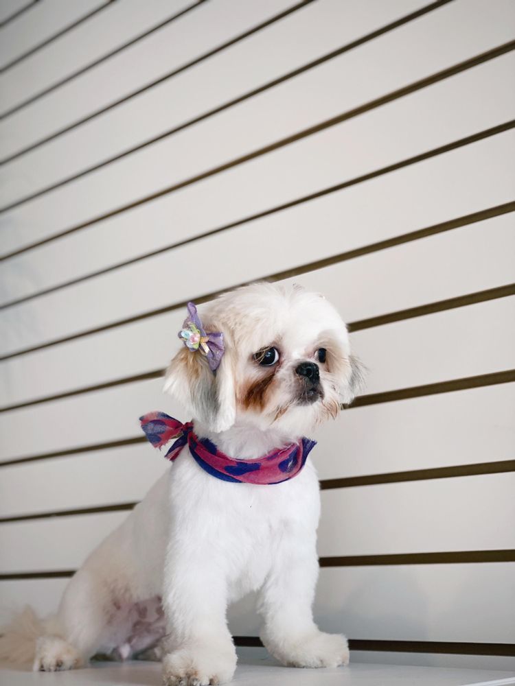 astoria grooming holistic pet spa