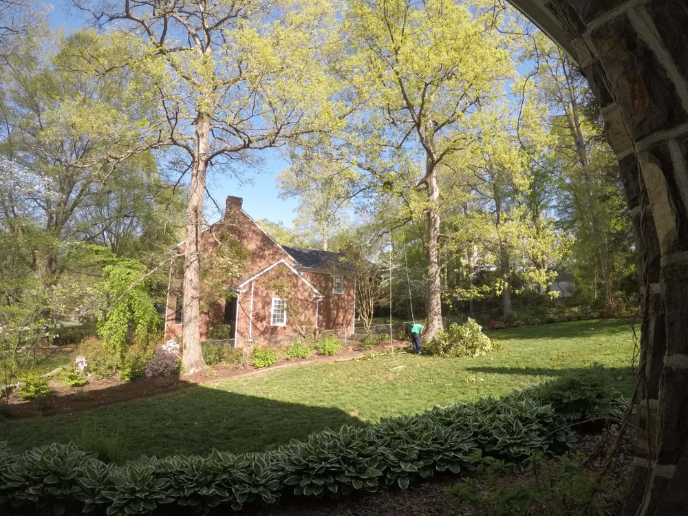 Grove Park Tree Care