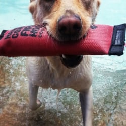 Dog S Day Inn 21 Photos 27 Reviews Pet Training 1771 Photo Of Dog S Day Inn Katy Tx United States Swim Time