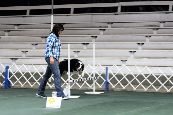 dog training el paso dog training el paso