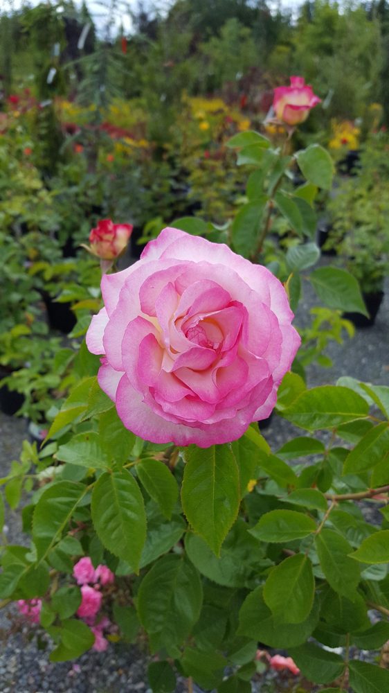 Kent’s Garden & Nursery Nurseries & Gardening 5428 Northwest Dr