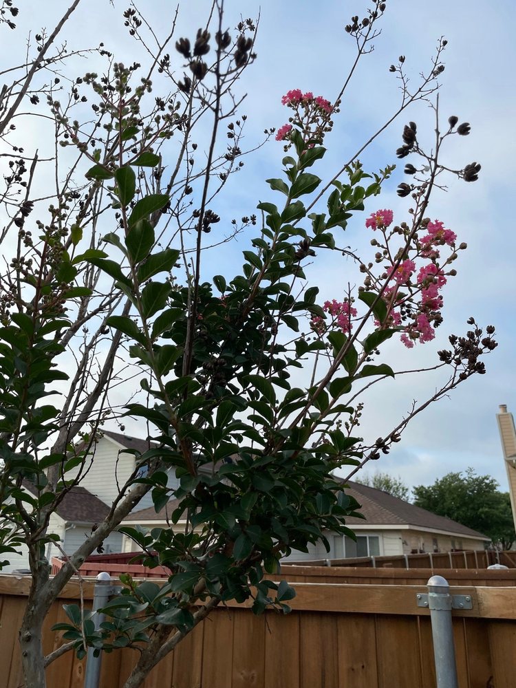Fannin Tree Farm