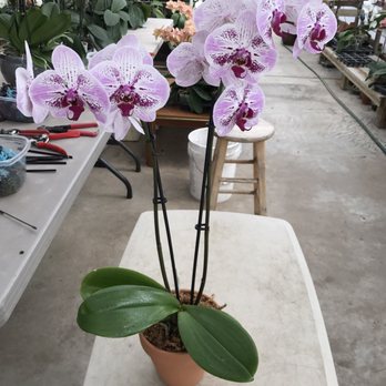 Formosa Orchid Nursery 20 Photos Nurseries Gardening 12318 Photo Of Formosa Orchid Nursery Houston Tx United States