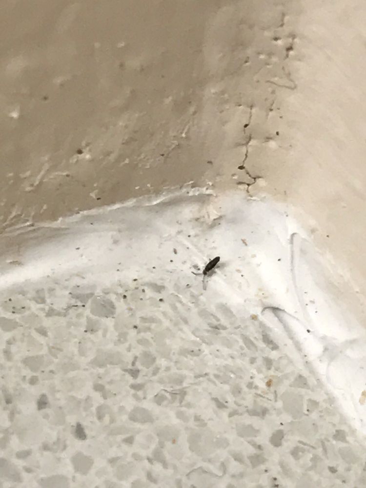 Battle Creek Pest Control