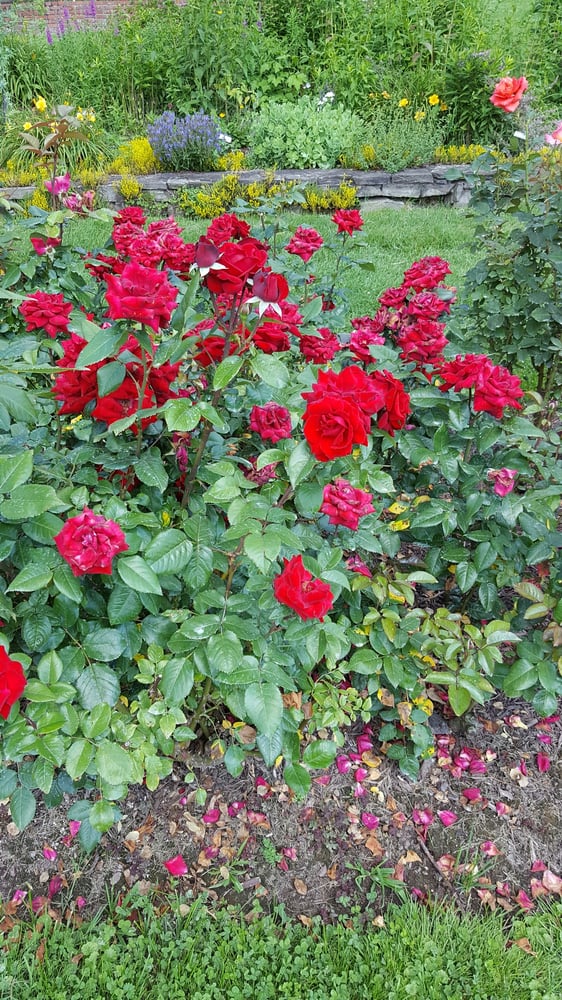 Renziehausen Park Rose Garden and Arboretum - Botanical Gardens - Eden