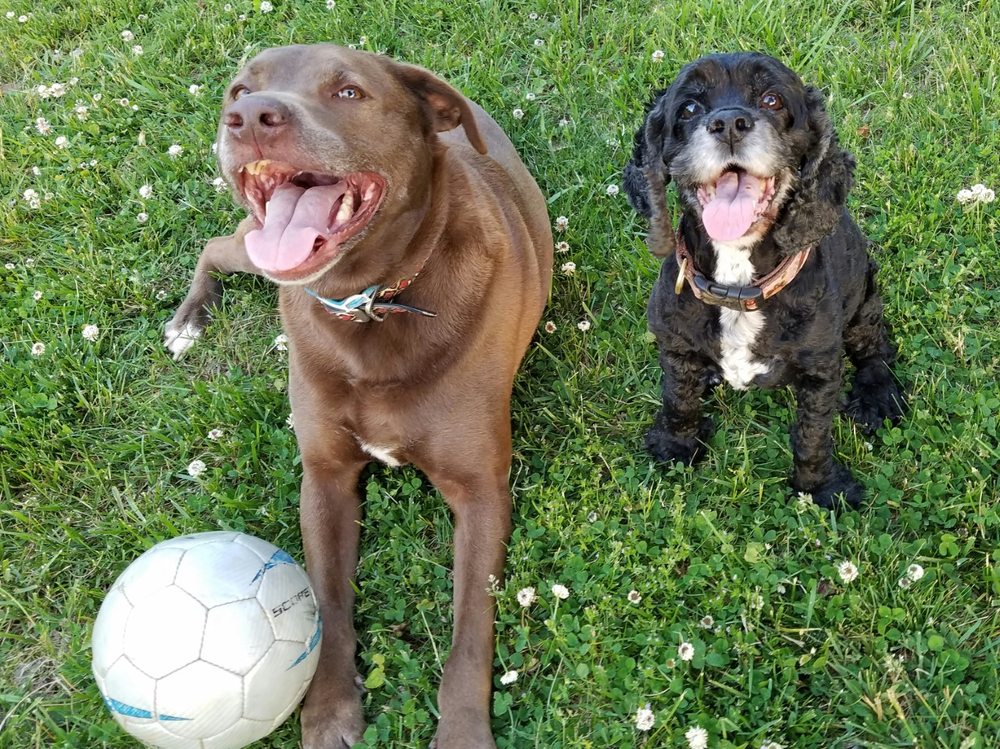 Hooves and Paws Pet Sitting 67 Photos Dog Walkers 911 Ruby Dr